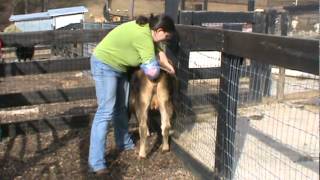 Tanglewood Farm Miniatures Palpating Miniature Jersey Heifer [upl. by Aknahs]