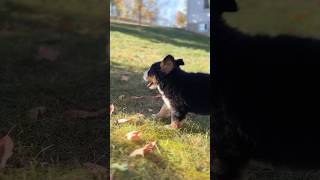 Here I come 🐾 berneseoftheday bernesemountaindog bernesepuppy dogbreed bernese ohio [upl. by Pineda]