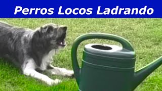 Perros Locos Ladrando Perros ladrando muy fuerte [upl. by Armil]