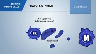 T helper 1 lymphocytes [upl. by Esilegna]