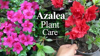 Azalea Flower  Azalea Plant Care How To Grow Azalea Rhododendron [upl. by Coniah86]