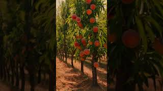 quotUnlock the Power of Peaches Amazing Health Benefits and Tasty Recipesquot fruit peach growing [upl. by Timotheus]