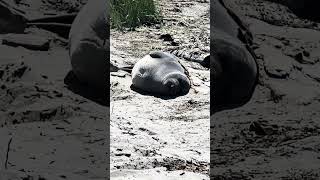 Elephant seal molting [upl. by Eseekram]