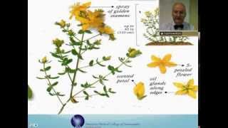 Hypericum Perforatum Homeopathic Medicine Tips For Beginners [upl. by Ananna]