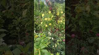 new Garden in flower shots viral video youtubeshorts  Janat Akther❤️💛🧡🌻🌼🏵️ [upl. by Armando]