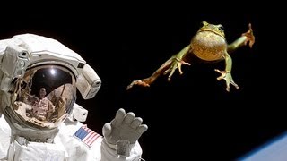 ZERO GRAVITY FROGS IN SPACE [upl. by Arikehs]