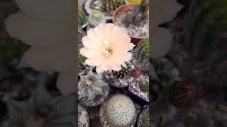 Echinopsis híbridasamorporlasplantas suculentasconamor cactáceas [upl. by Niessuh]