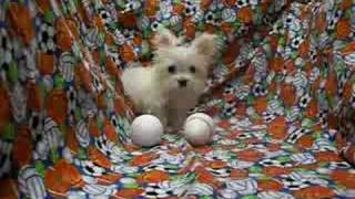 Smallest Adult Dog in the world Micro Tiny Teacup MaltiPoo [upl. by Mayram672]