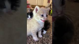 Kitten meows Play this to make your cat go crazy [upl. by Attenehs]