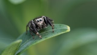 The Jumping Spider  Salticidae [upl. by Meensat]