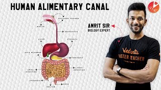 Super Easy Way To Learn Life Process Animation  Digestive System  CBSE 10 Science Chapter 62019 [upl. by Hoffarth]