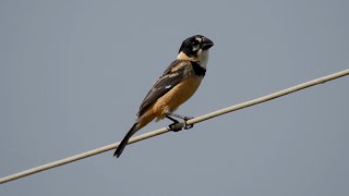 COLEIRODOBREJO chamando SPOROPHILA COLLARIS RUSTYCOLLARED SEEDEATER COLEIRADOSERTÃO [upl. by Zulema]