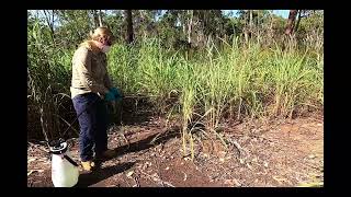 Gamba Grass Spraying [upl. by Notwal]