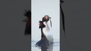 Balzen der Haubentaucher🥰 grebe bird naturschutz reelsinstagram shorts shortsviral nature [upl. by Akieluz]