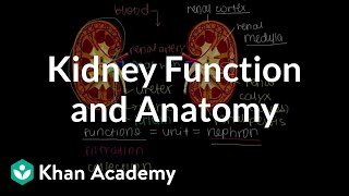 Kidney function and anatomy  Renal system physiology  NCLEXRN  Khan Academy [upl. by Awram]