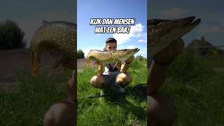 PRACHTIGE snoek op een TOPWATER [upl. by Willumsen]