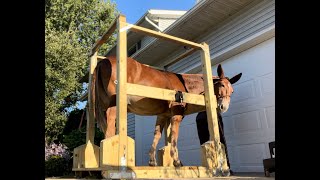 DIY Horse Shoeing Stocks [upl. by Gan]