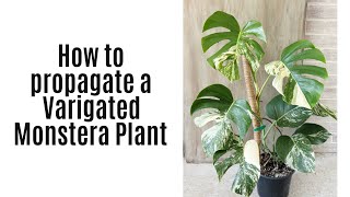 How to Propagate Variegated Monstera [upl. by Adlen231]