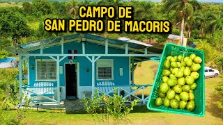 EL CAMPO GUAYABAL DE SAN PEDRO DE MACORIS ES HERMOSO [upl. by Zingale518]