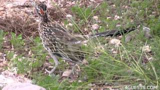 GREATER ROADRUNNER BIRD HUNTING [upl. by Ihab]