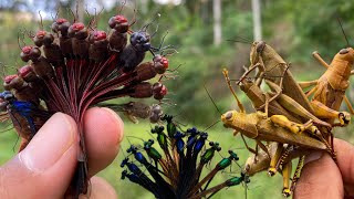 Dragonfly natures mini fighter‼️catches dragonflies and grasshoppersdamselflies [upl. by Natie]