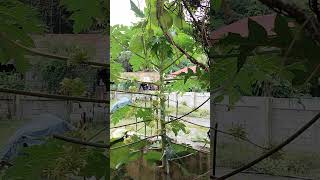 Cute Little Bird Eating the Flower of Papaya [upl. by Edana]