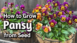 How to Grow Pansy from Seed in Pots or Containers 🌸 [upl. by Enelyar370]