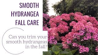 Smooth Hydrangea Fall Care  wwwgardencrossingscom [upl. by Norbie]