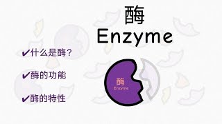 酶 Enzyme  酶与分解反应、合成反应有什么关系？  什么是酶？了解酶的特性 [upl. by Fotzsyzrk]