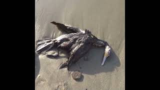 Dead cormorant probably from a speedboat P2 [upl. by Hamlani163]