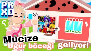 Yeni mucize uğur böceğinin evi geliyor yeni paketler😱‼️PK XD SPOILER [upl. by Emyam]