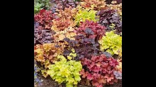 Pat Greeson  Heucheras for Midwest Gardens [upl. by Ahsiri]