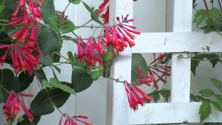 Lonicera Sempervirens [upl. by Wickman64]