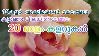 അകിമെനെസ് ചെടികളുടെ 2 തരം കോംബോ ഓഫർ achimenes combooffer 2como [upl. by Lemire]