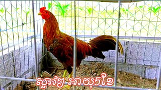 ភាគទី61 មាន់ទើបពេញវ័យអាយុ៥ខែ 086237771 [upl. by Llechtim]