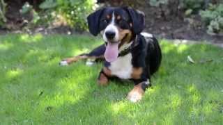 Der Entlebucher Sennenhund [upl. by Janos]