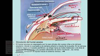 humores acuoso y vítreo [upl. by Noryd]