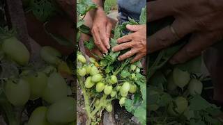 Dois tomates diferentes agricultura roça tomate [upl. by Araeic79]