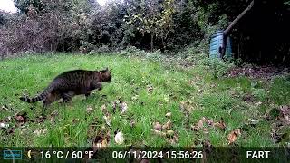 Cat on Trail Cam Mega November 2024 Edition [upl. by Irpac628]