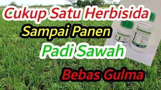 Basmi Gulma Padi Sawah Episode 6  Daun Sempit dan Lebar [upl. by Tizes621]