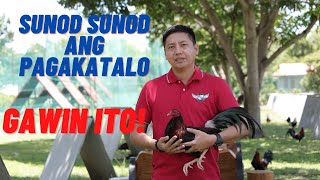 Sabong Tips  Gawin Ito Kapag SunodSunod Ang Iyong Pagkatalo [upl. by Jevon897]