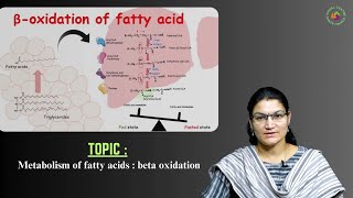 Metabolism of Fatty Acids  Beta Oxidation by Ms C Pavani [upl. by Bahner]