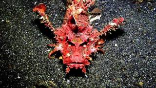 Giant Devil Scorpion Fish Indonesia [upl. by Wadell]