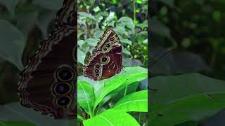 Schmetterling Luisenpark Mannheim [upl. by Eilyw94]