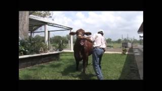 236 RANCHO LAS PERLAS BEEFMASTER [upl. by Giacinta]