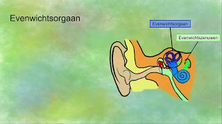 Evenwichtsorgaan bouw en werking [upl. by Alomeda328]
