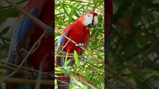 Meet the Vibrant Scarlet Macaw costarica wildlife visitcostarica hubvacations [upl. by Kimberlyn]