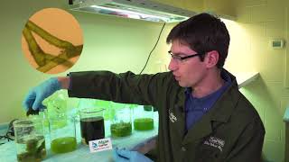 Algae Corner How to Identify Different Algae Types [upl. by Lrae]