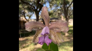 Show amp Tell Plus Cautionary Tale  Cattleya Leoloddiglossa [upl. by Dugald956]