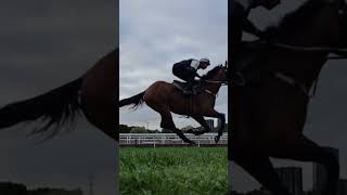 Galloping down the Flemington Straight horseracing horse horsetraining horserace shorts [upl. by Nyrraf927]